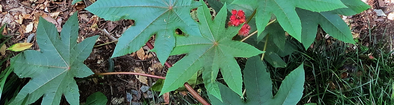Ricinus communis