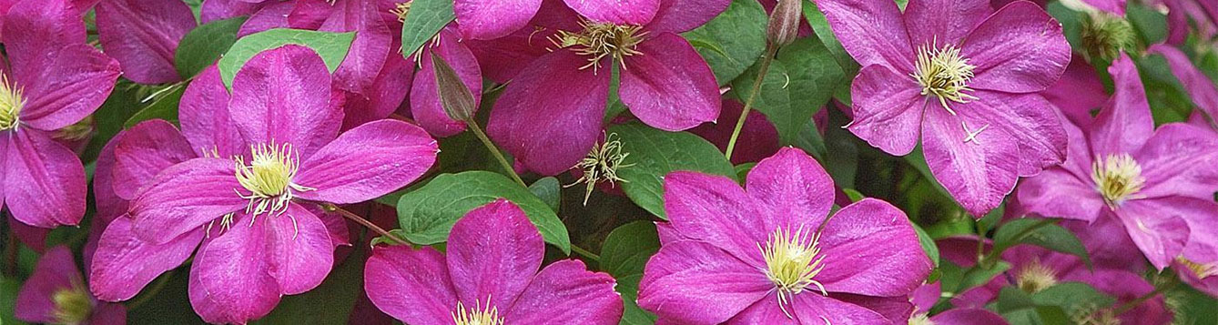 clematis