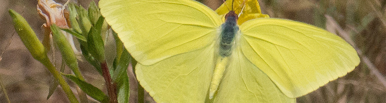 cloudless sulfer butterfly