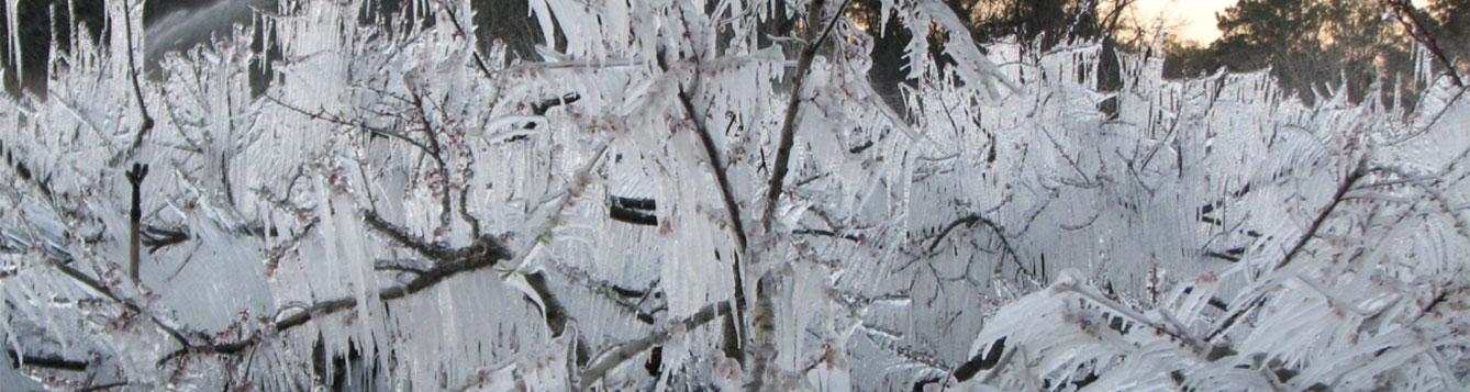 Frost protection for orchards coats entire tree in ic
