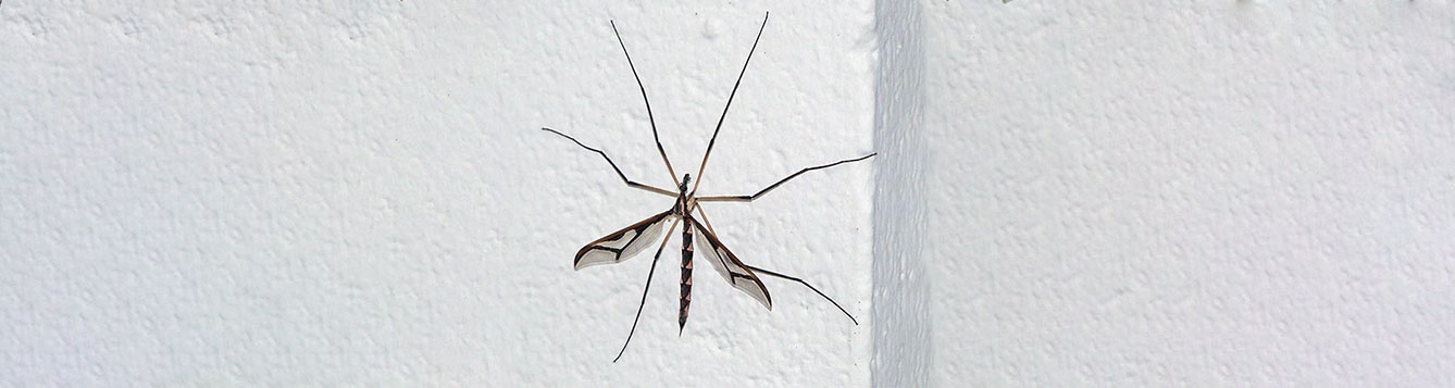Crane fly