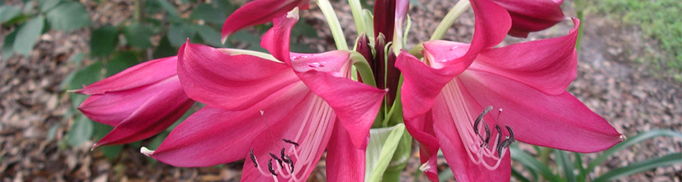 Crinum