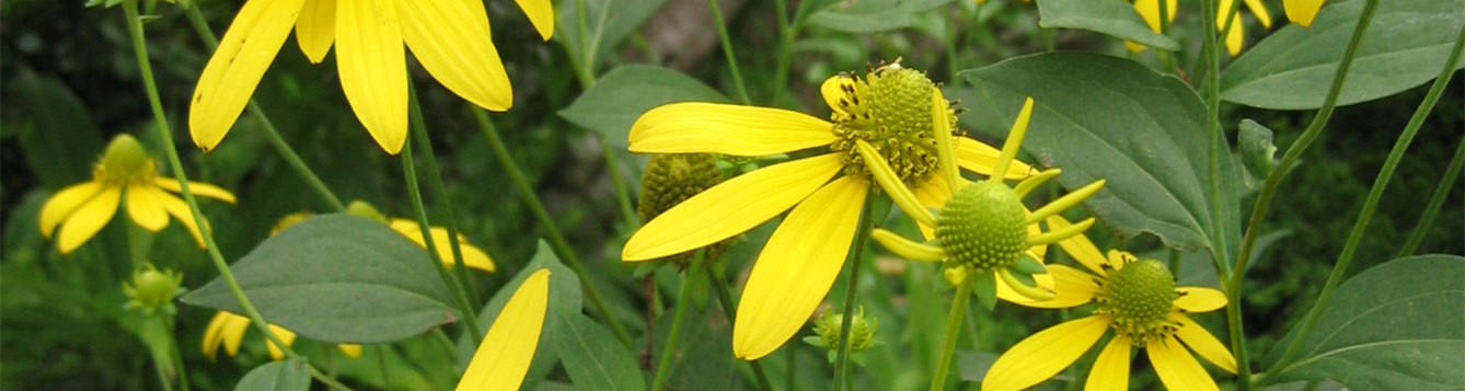 Cutleaf Coneflower