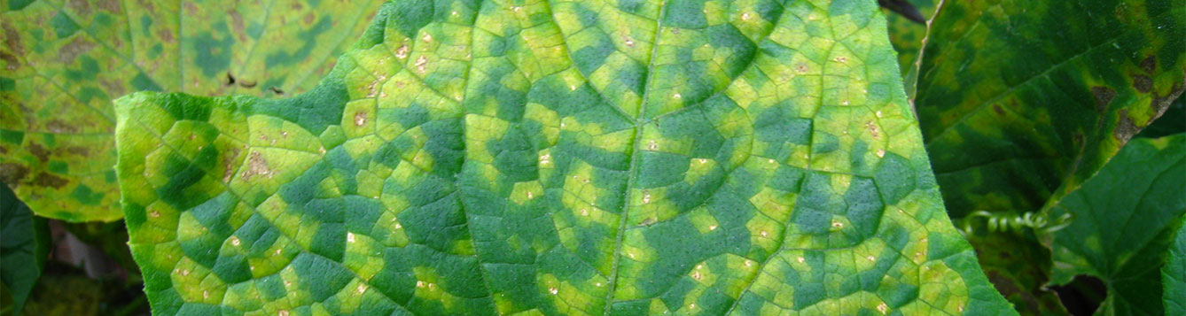 Downy Mildew