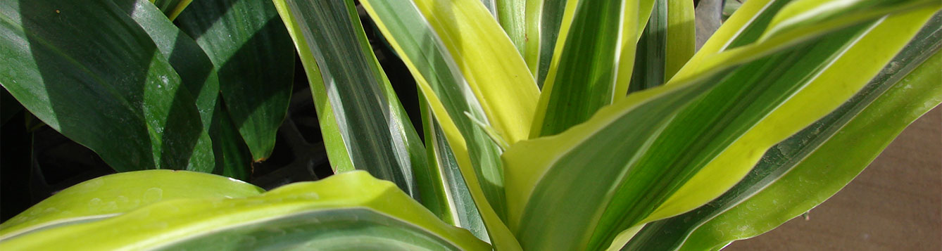 Dracaena fragrens