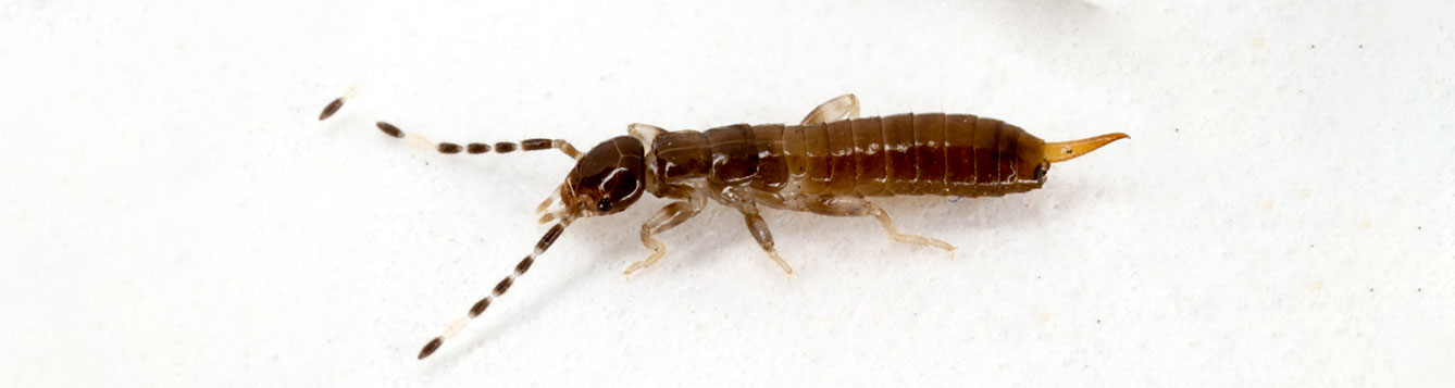 earwig