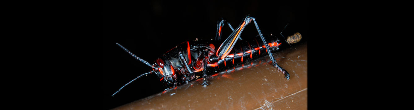 eastern lubber grasshopper