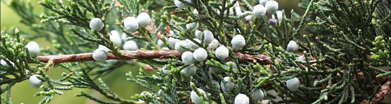 Eastern Red Cedar