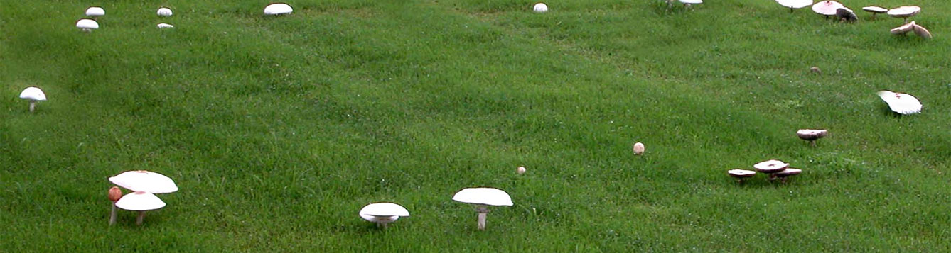 Fairy Ring