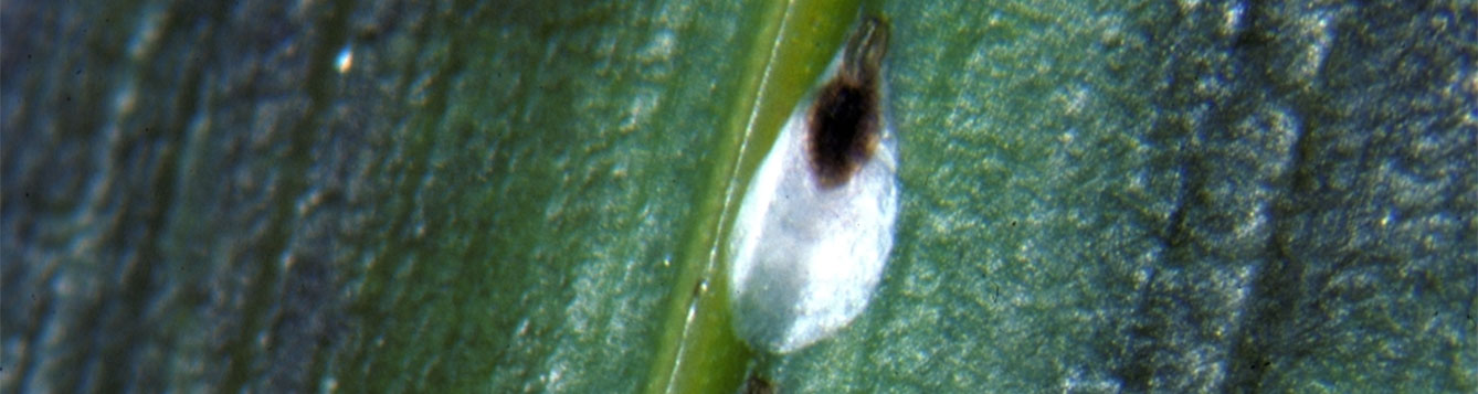 Pseudaulacaspis cockerelli