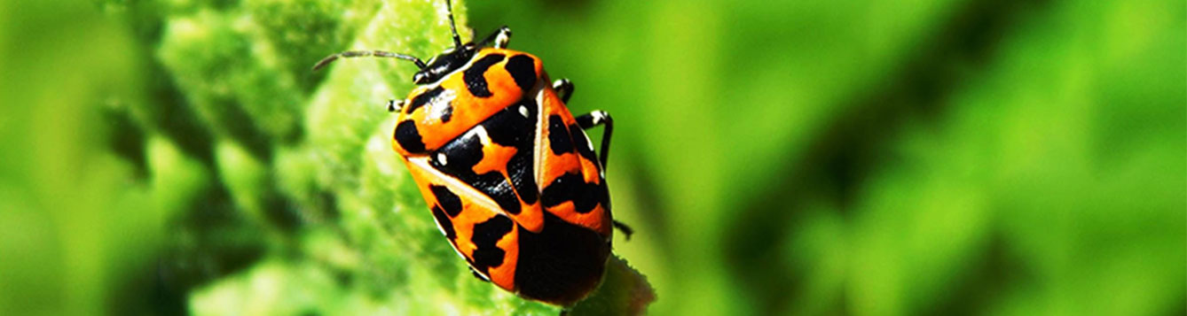 harlequin bug