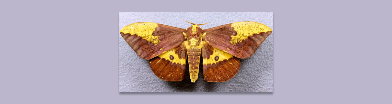 imperial moth