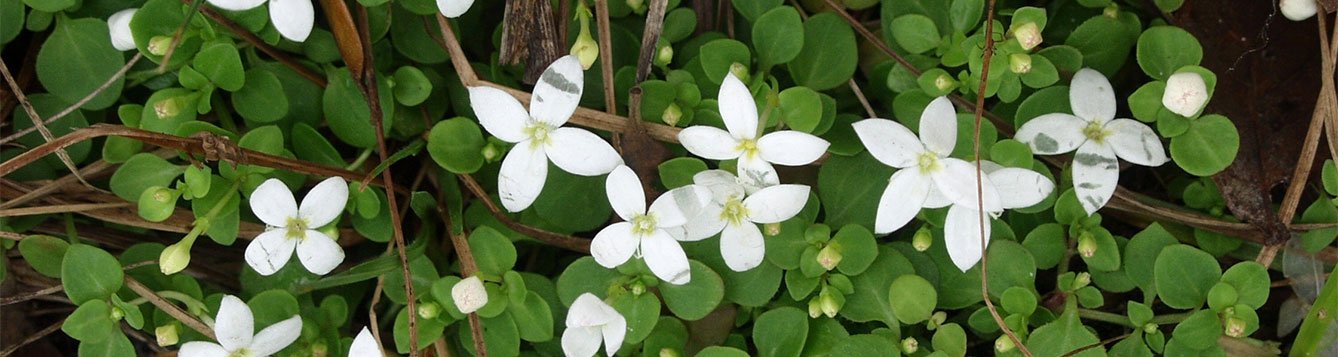 Houstonia procumbens
