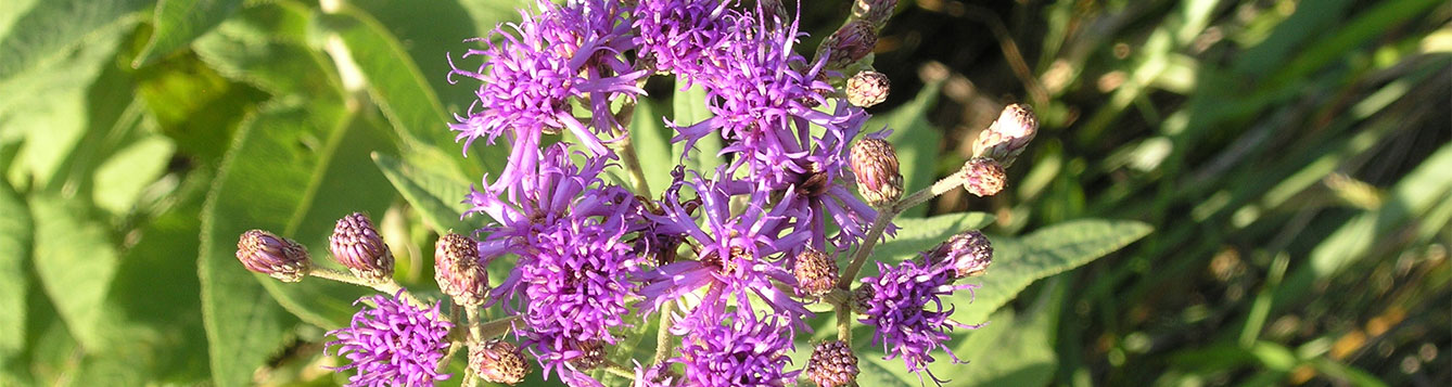 ironweed