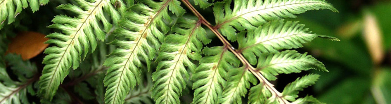 Japanese Painted Fern