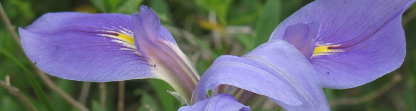 Louisiana Iris