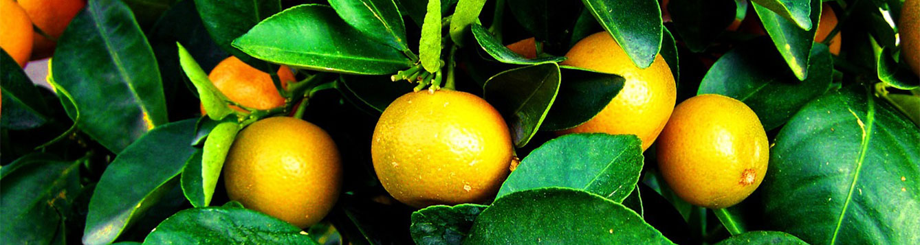mandarin orange tree