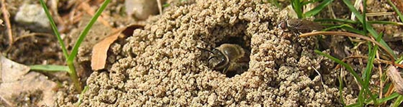 mining bee nest