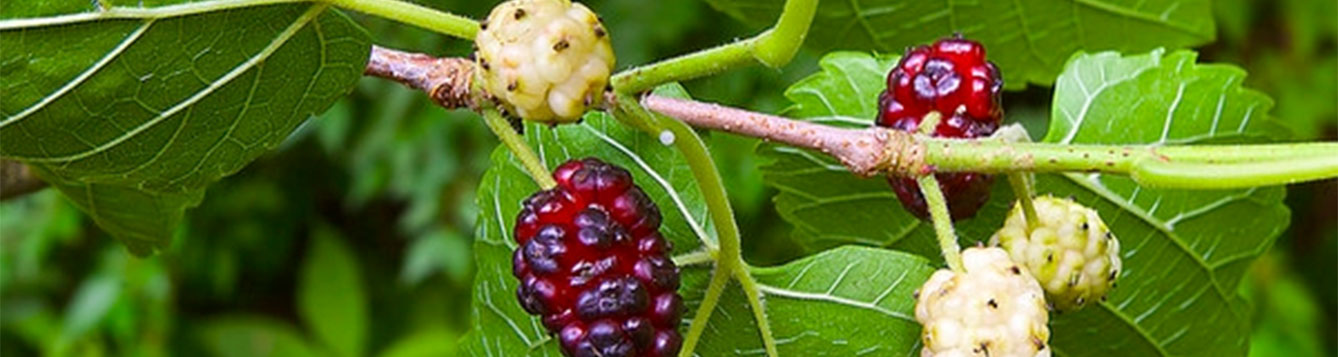 mulberry