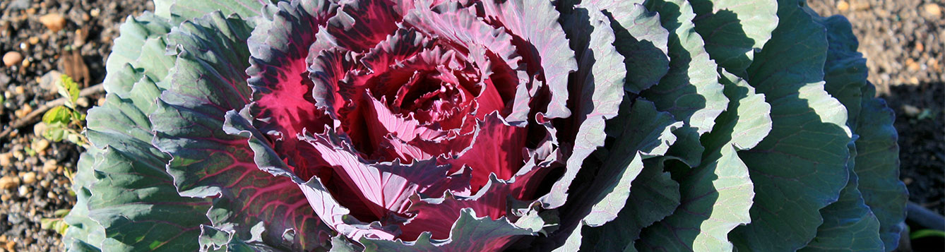 ornamental cabbage