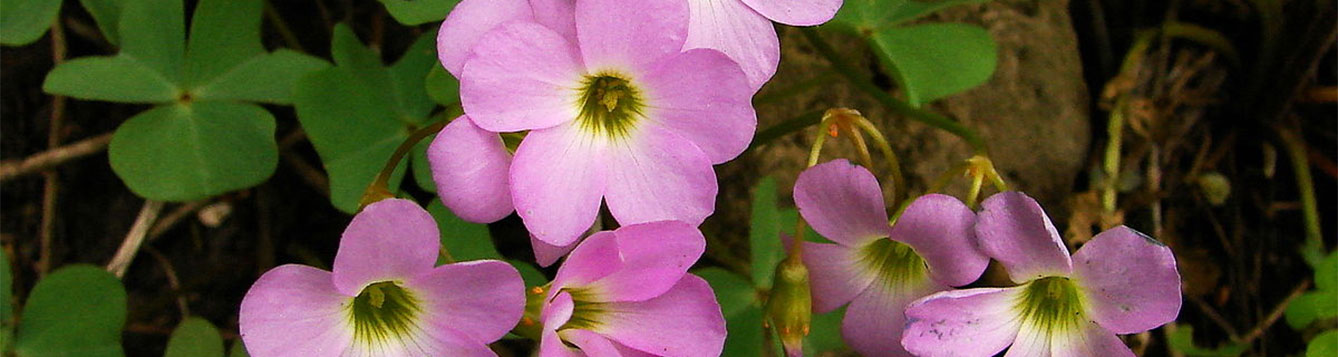 Oxalis violacea L