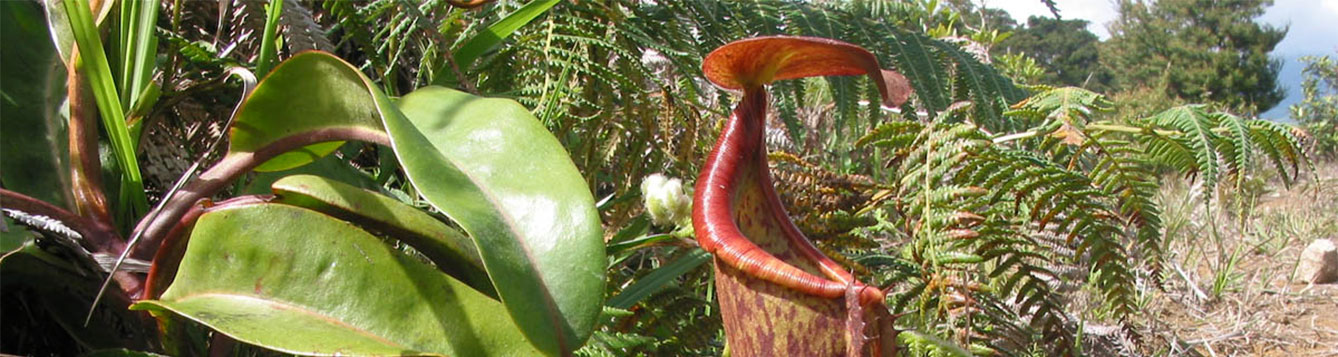 Pitcher Plant