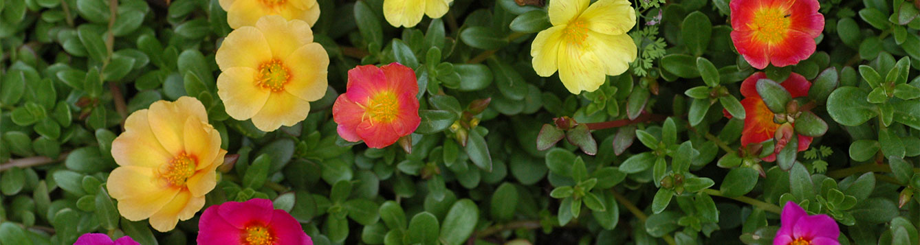 portulaca