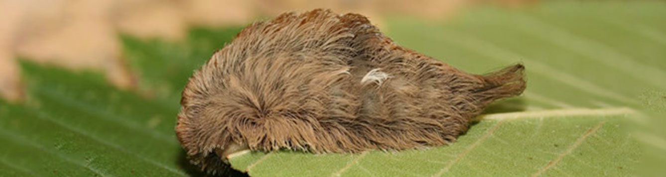 puss caterpillar