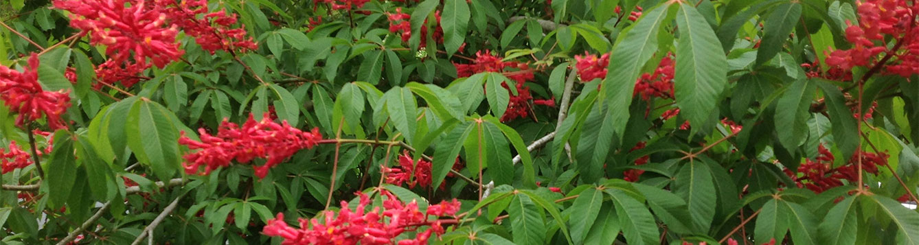Red Buckeye