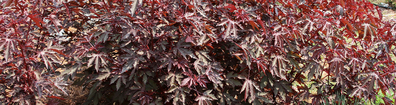 red-leaf hibiscus