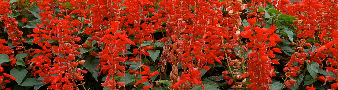 Scarlet salvia