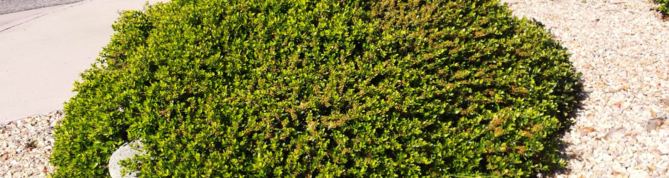 Schillings Dwarf Holly