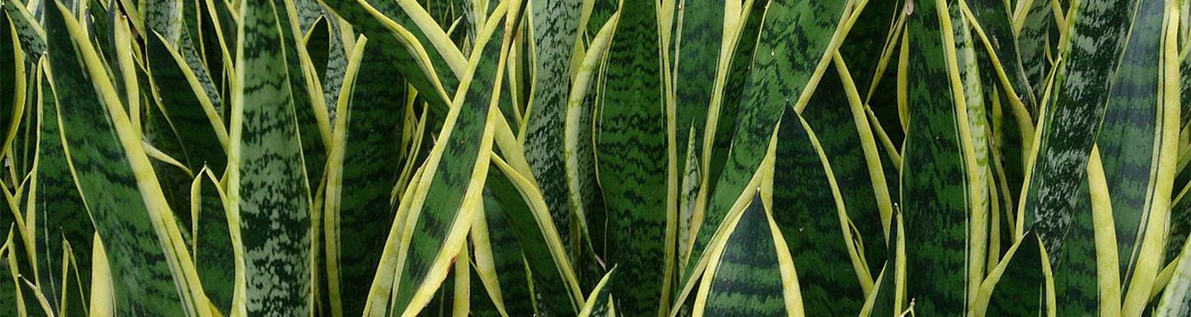 Snake Plant