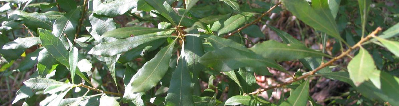 Southern Wax Myrtle