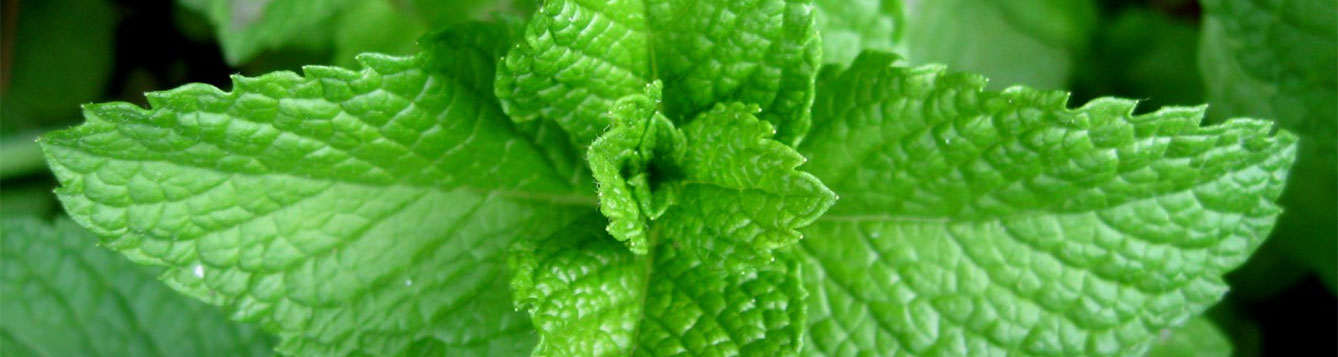 Spearmint