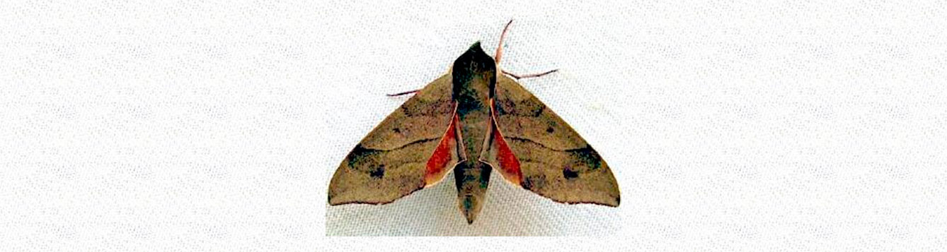 sphinx moth