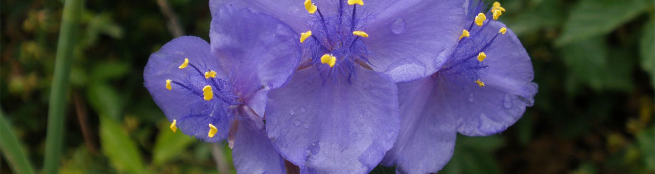 Spiderwort