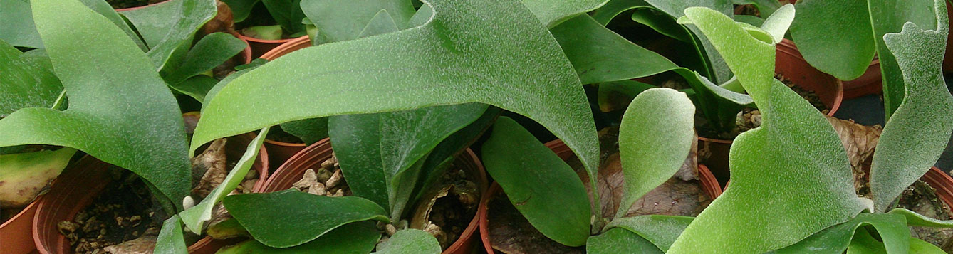 Staghorn Fern