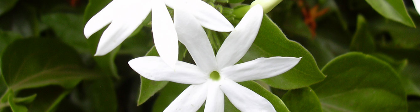 Star jasmine