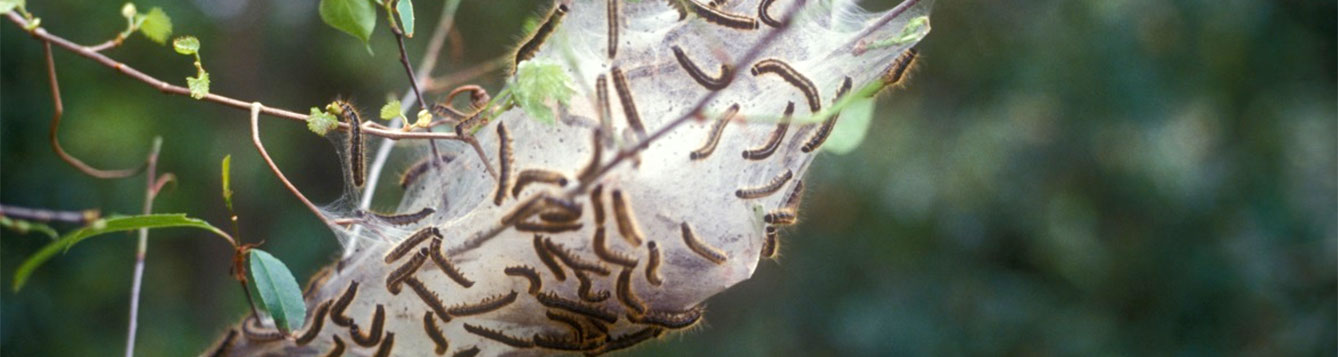 Eastern tent caterpillar