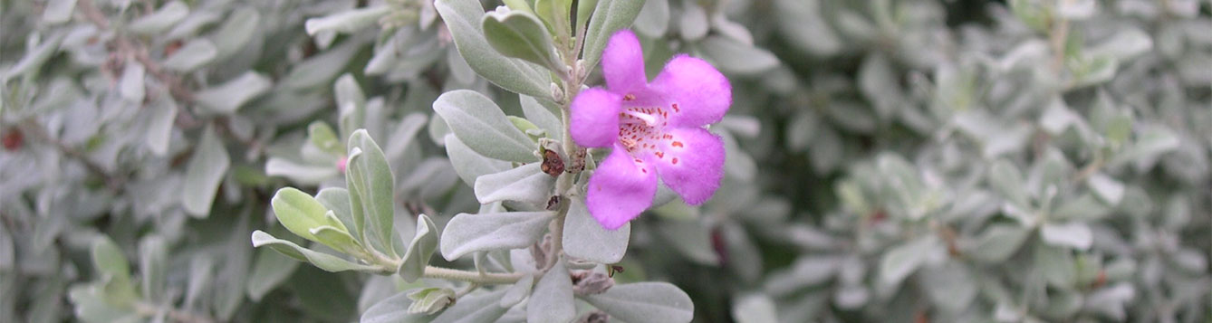 Texas Sage