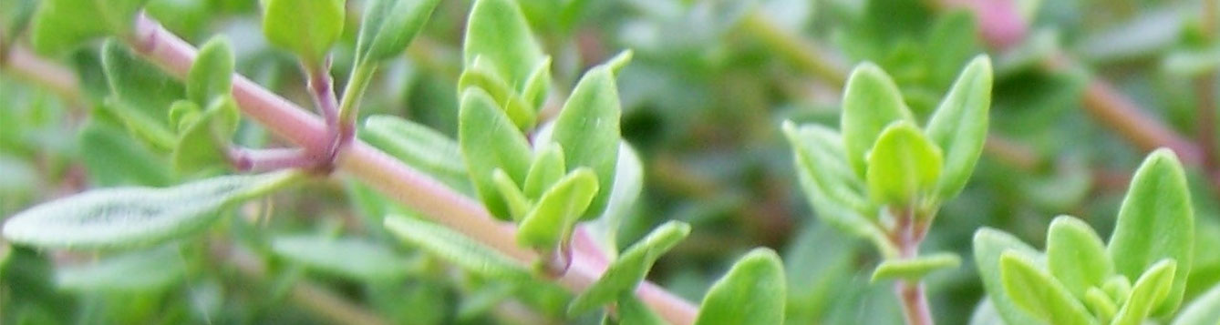 thyme