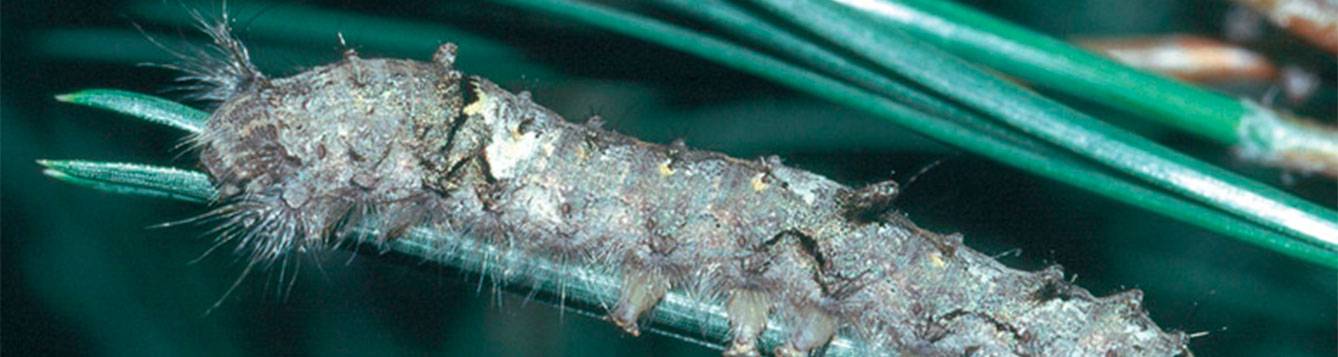 tolype caterpillar