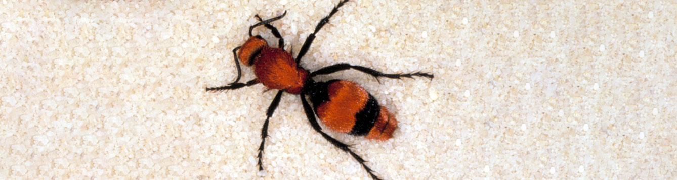 velvet ant