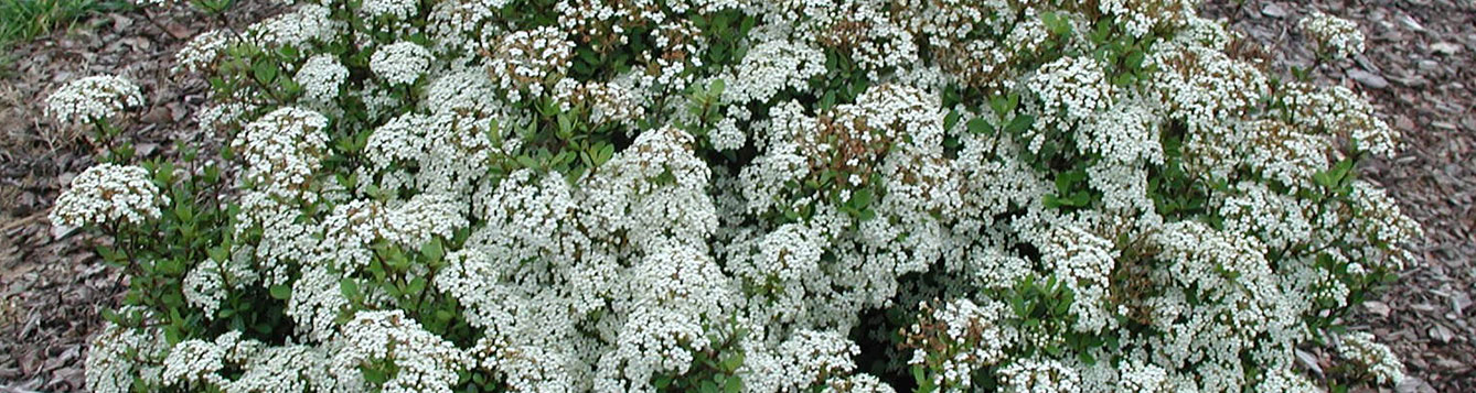 Walter's Viburnum