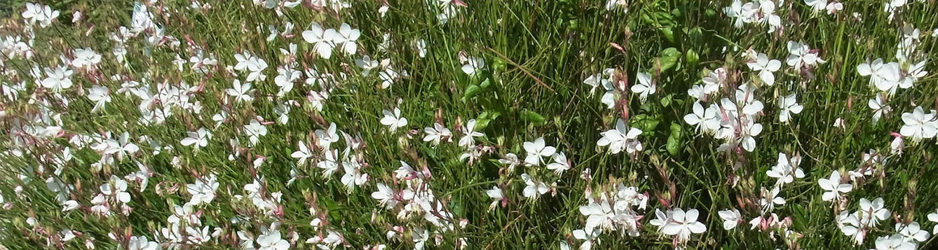 Whirling Butterflies