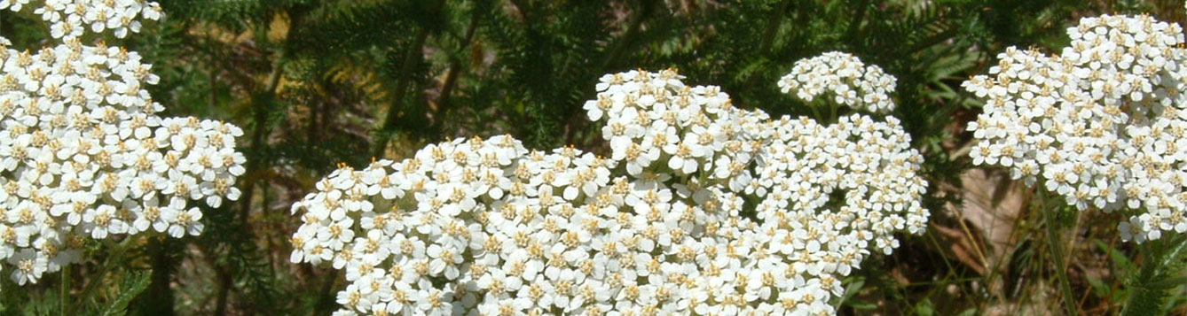 yarrow