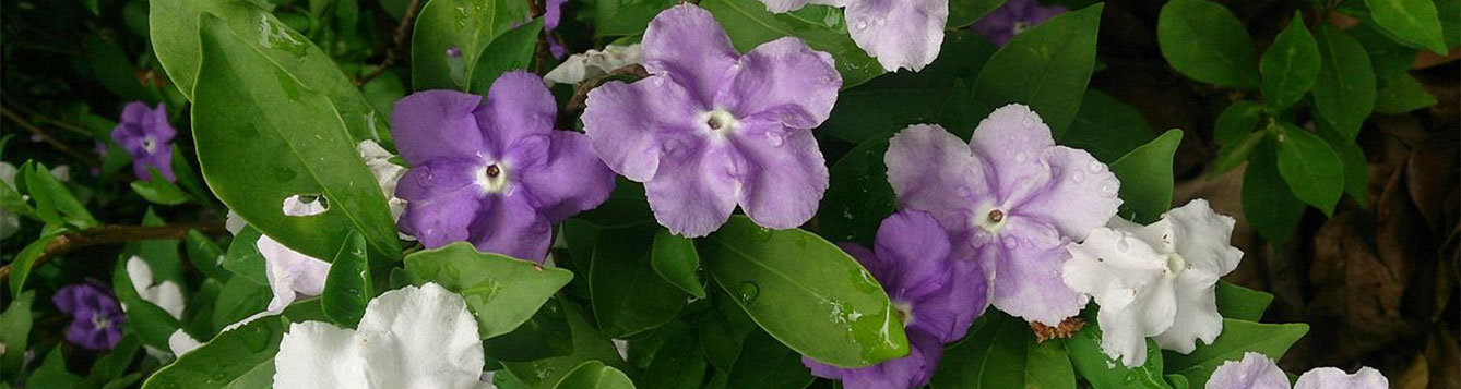 Yesterday-Today-and-Tomorrow