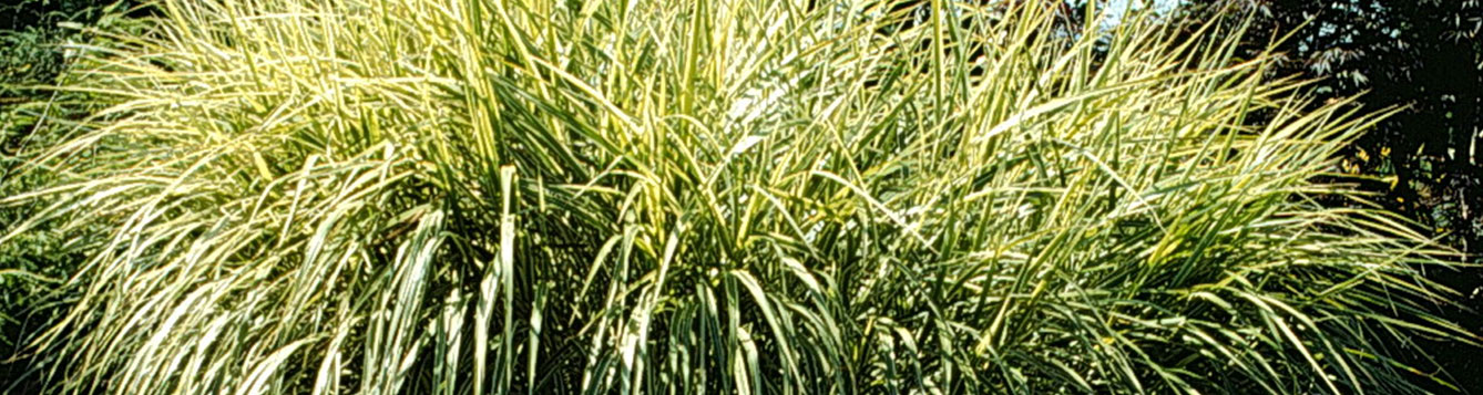 zebra grass