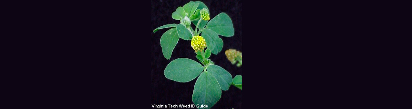 Black medic, Medicago lupulina